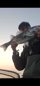 European Bass (Seabass)