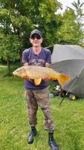Common Carp