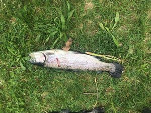 Rainbow Trout