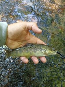 Brown Trout