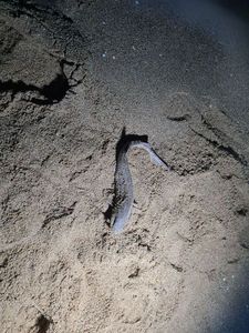 Lesser Spotted Dogfish (Small Spotted Catshark)