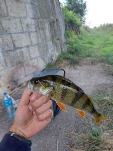 European Perch