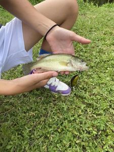 Largemouth Bass