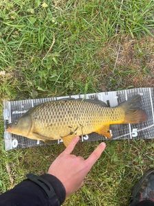 Common Carp