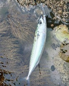 Mackerel