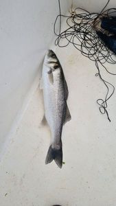 European Bass (Seabass)
