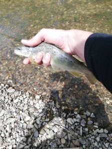 Brown Trout