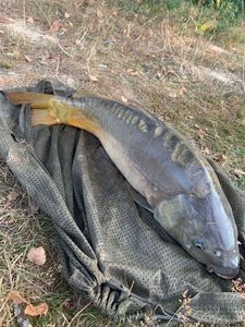 Leather Carp