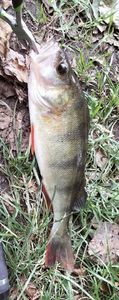 European Perch