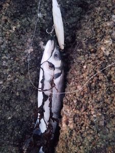 European Bass (Seabass)