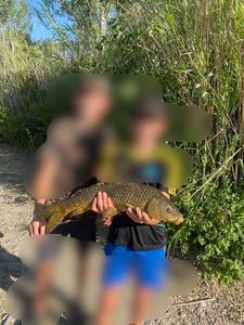 Common Carp