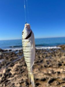 African Forktail Snapper