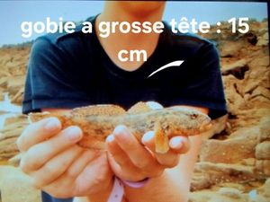 Giant Goby
