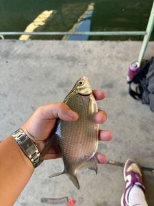 Common Bream
