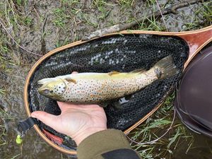 Brown Trout