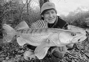 Zander