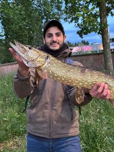 Northern Pike