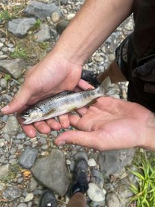 Brown Trout
