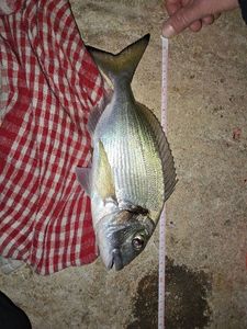 Gilthead Seabream