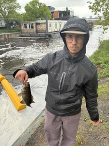 Smallmouth Bass