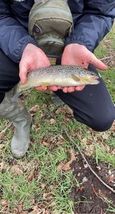 Brown Trout