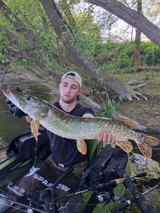 Northern Pike