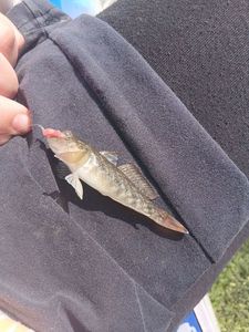 Round Goby