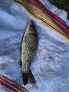 Barbel