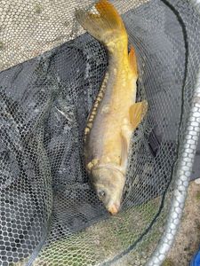 Leather Carp