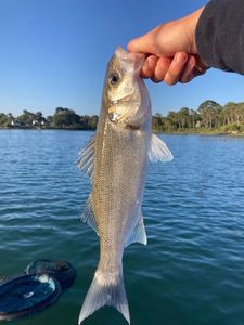 European Bass (Seabass)