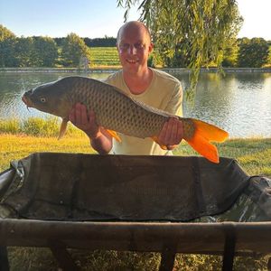 Common Carp