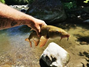 Barbel
