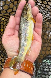 Brown Trout