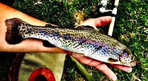 Rainbow Trout