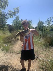 Largemouth Bass