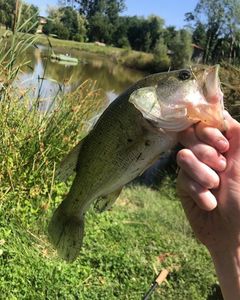 Largemouth Bass