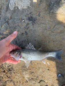 European Bass (Seabass)