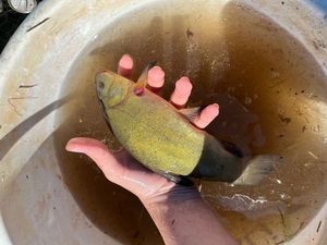 Tench