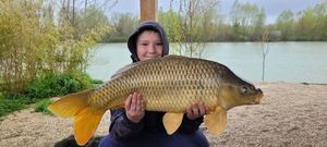 Common Carp