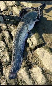Wels