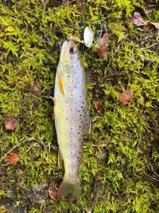 Brown Trout