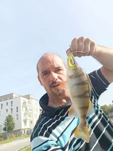 European Perch