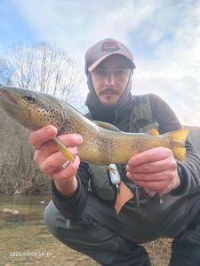 Brown Trout