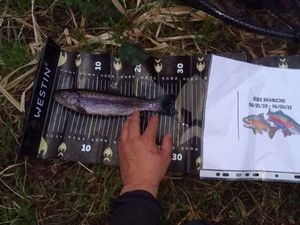 Rainbow Trout