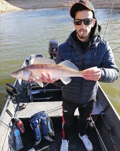 Zander