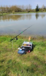 Rainbow Trout