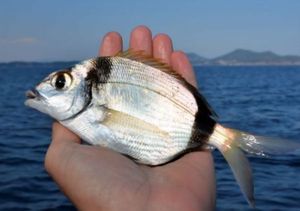 Common Two-banded Seabream