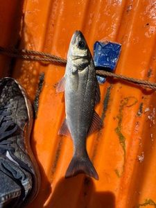European Bass (Seabass)