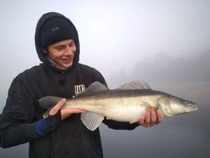 Zander