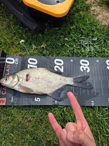 Common Bream